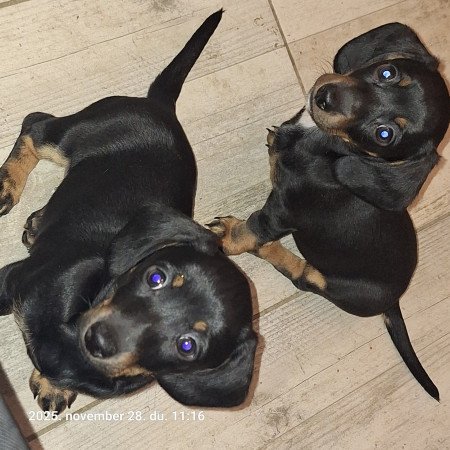 Törpe tacsi kölykök