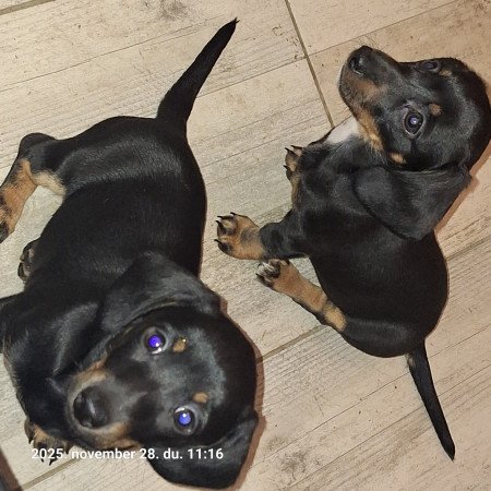 Törpe tacsi kölykök