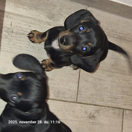 Törpe tacsi kölykök