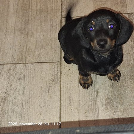 Törpe tacsi kölykök