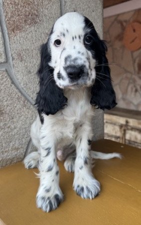 Angol cocker spániel