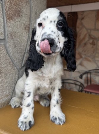 Angol cocker spániel