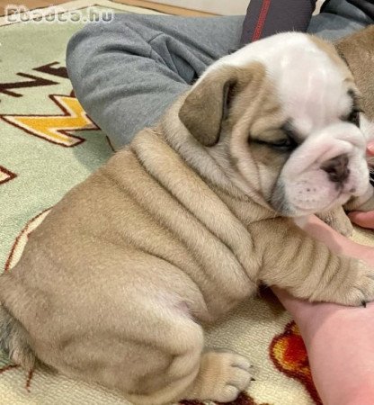 Angol bulldog kölykök