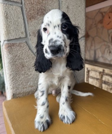 Angol cocker spániel