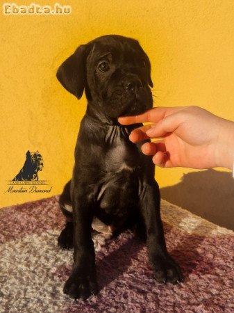 Eladó Cane Corso kölykök