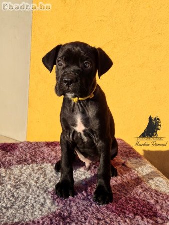 Eladó Cane Corso kölykök