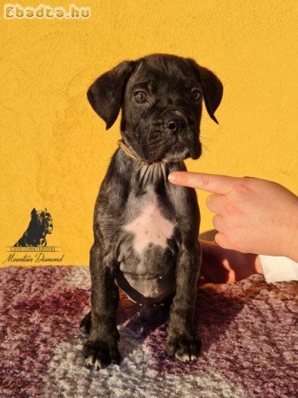 Eladó Cane Corso kölykök