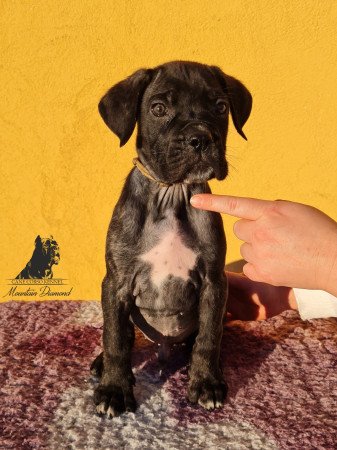 Eladó Cane Corso kölykök