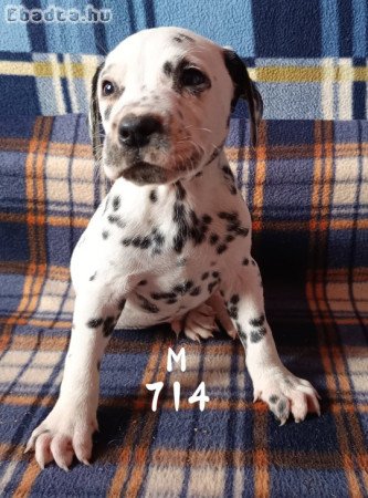 Dalmata