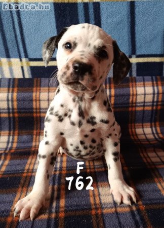 Dalmata