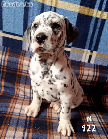 Dalmata