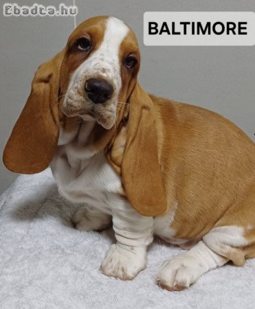 Basset Hound kiskutyák