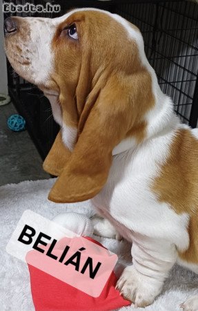 Basset Hound kiskutyák