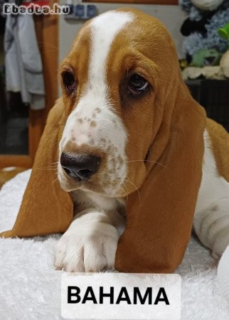 Basset Hound kiskutyák