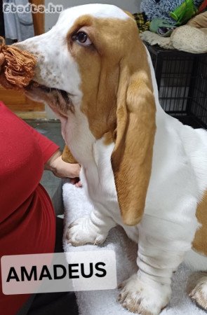 Basset Hound kiskutyák