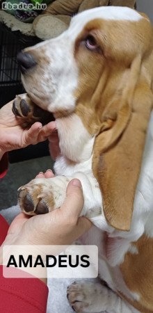 Basset Hound kiskutyák