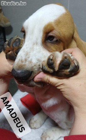 Basset Hound kiskutyák