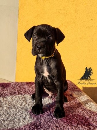 Cane Corso