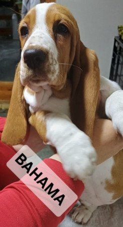 basset hound