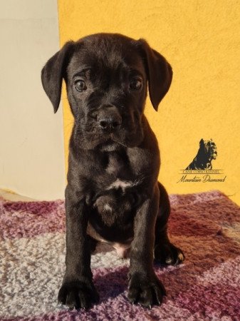 Cane Corso