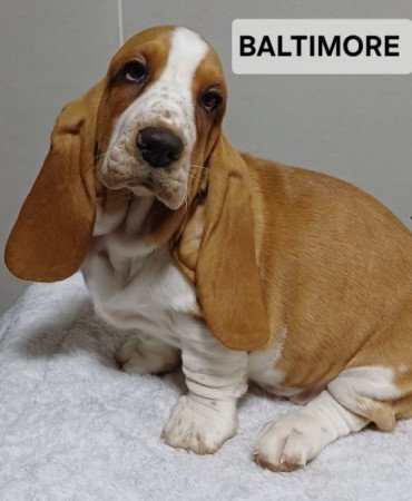 basset hound