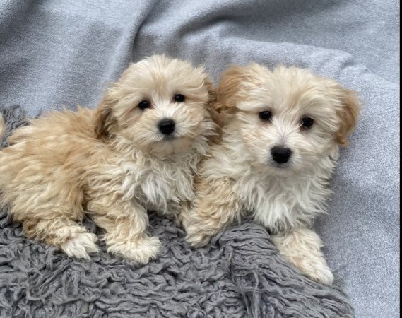 Maltipoo fiucskak