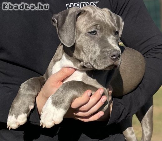 ABKC American Bully XL kék kölyök!