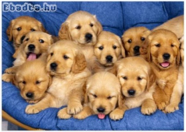 Golden retriever kölykök örökbefogadásra