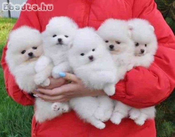 Pomerániai kölykök örökbefogadásra.