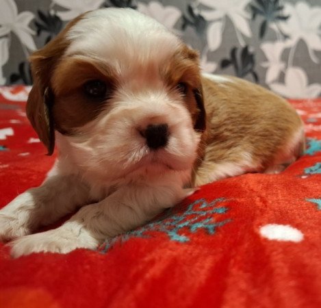 Cavalier King Charles spániel