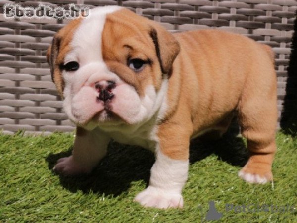 Angol bulldog kölykök örökbefogadásra.