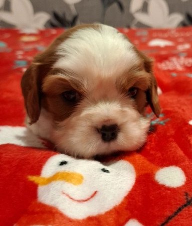 Cavalier King Charles spániel