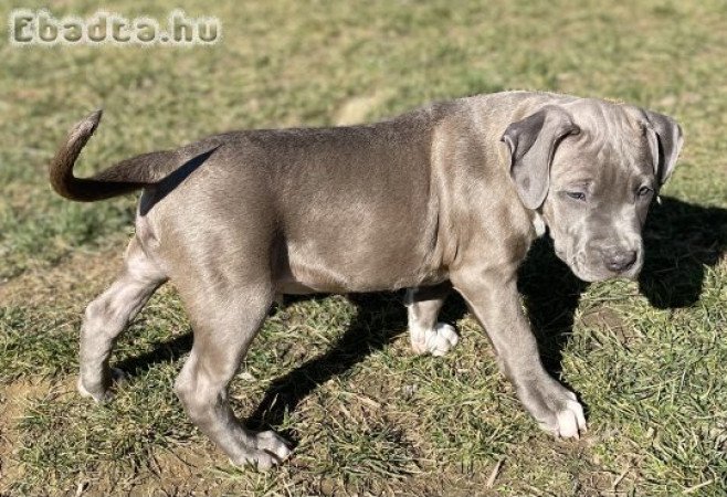 ABKC American Bully XL kék kölyök!