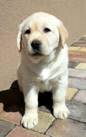 Labrador Retriever