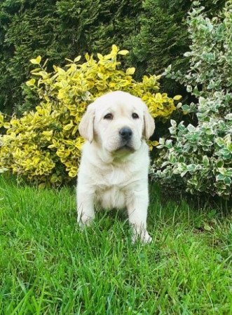 Labrador Retriever