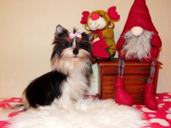 Biewer Yorkshire Terrier Yorki