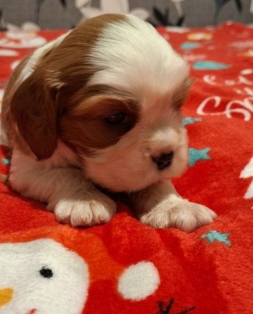 Cavalier King Charles spániel