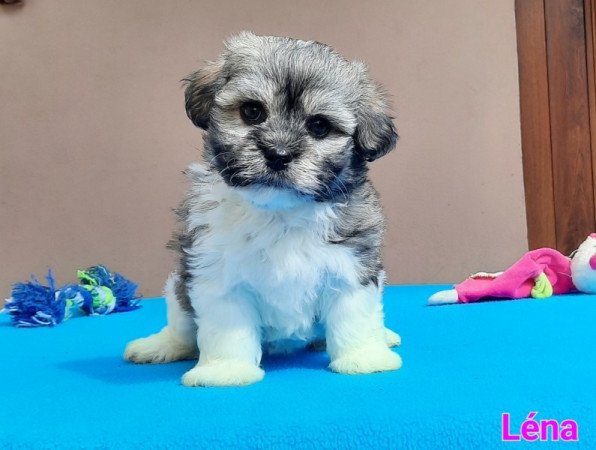 Bichon Havanese