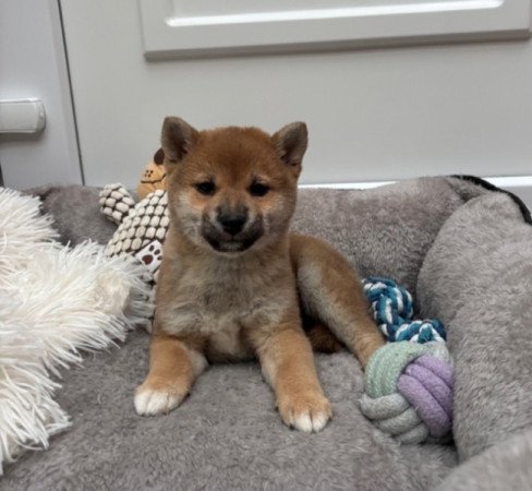 Shiba inu