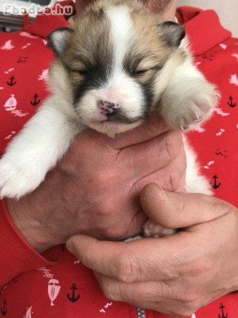 Foglalhatóak,nagyon szép Spicc, Spitz kutyusok!