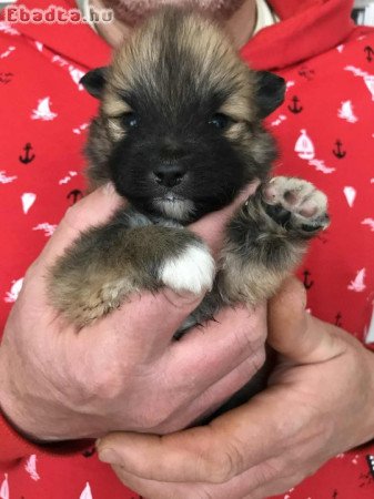 Foglalhatóak,nagyon szép Spicc, Spitz kutyusok!