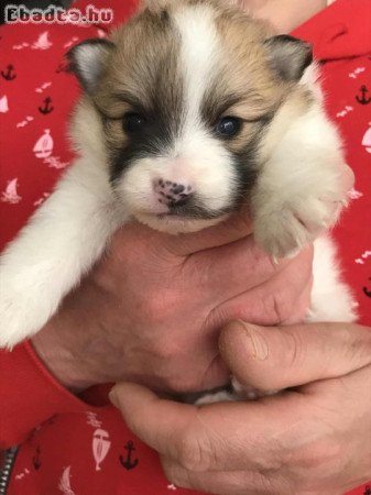 Foglalhatóak,tündéri Spicc, Spitz lány kutyusok!