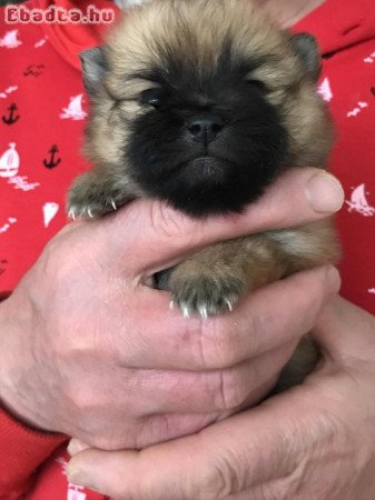 Foglalhatóak,tündéri Spicc, Spitz lány kutyusok!