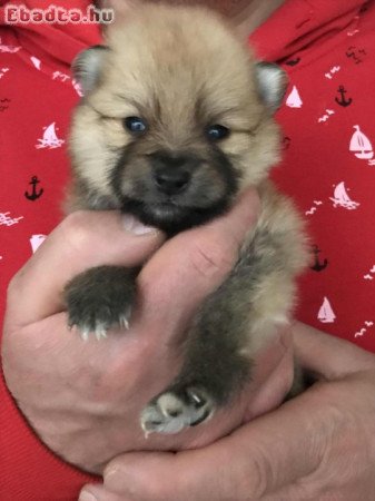 Foglalhatóak,tündéri Spicc, Spitz lány kutyusok!