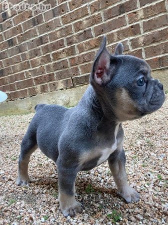 Francia bulldog kölykök