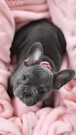 Francia bulldog kölykök