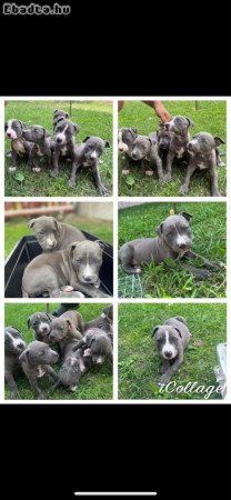 AMERIKAI STAFFORD BABÁK