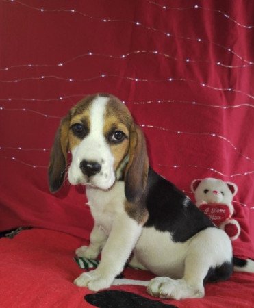 Beagle