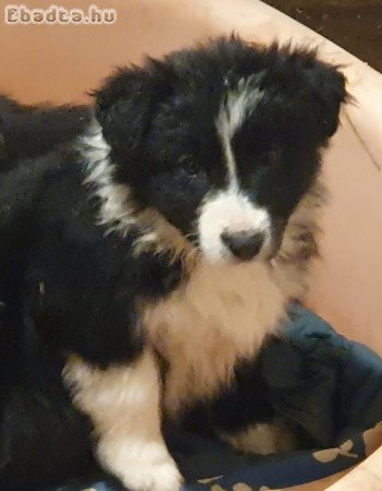 Border collie kiskutyák