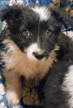 Border collie kiskutyák